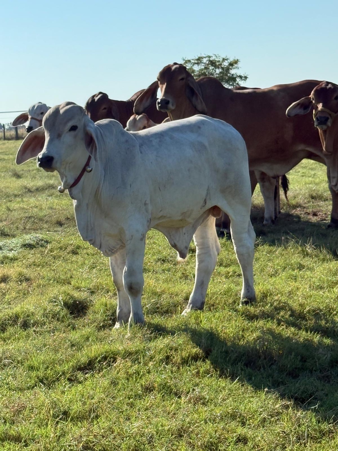 Cows resting in a peaceful pasture